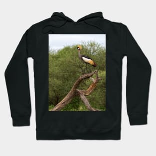 Grey Crowned Crane Hoodie